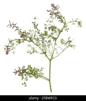 Fumante commune, Fumaria officinalis isolé sur fond blanc Banque D'Images