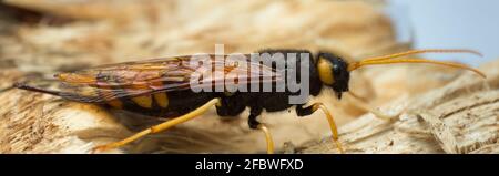 Photo macro d'une femelle de bois géant, Urocerus gigas sur bois de sapin Banque D'Images