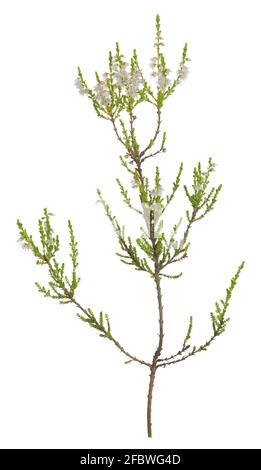 Fleur de bruyère blanche, plante de Calluna vulgaris isolée sur fond blanc Banque D'Images