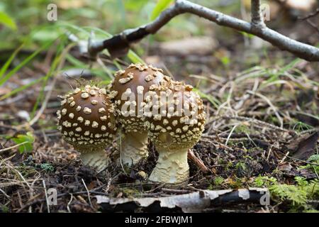 Royal Fly agaric, Amanita regalis Banque D'Images