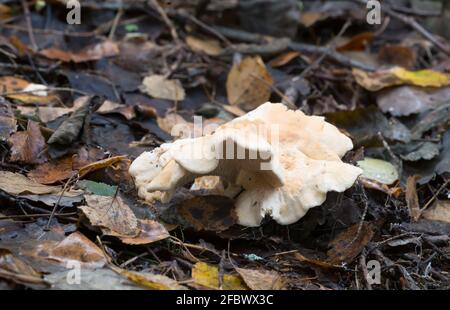 Hérisson en bois de champignon comestible, Hydnum repandum croissant parmi les feuilles Banque D'Images