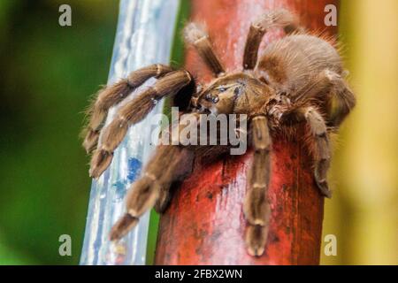 Tarantula sur une rampe à Panama Banque D'Images