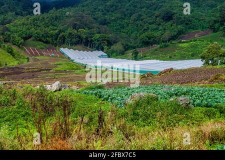 Champs de légumes près du village de Bajo Grande près du volcan Baru, Panama Banque D'Images