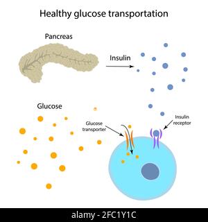 Transport sain de glucose, illustration Banque D'Images