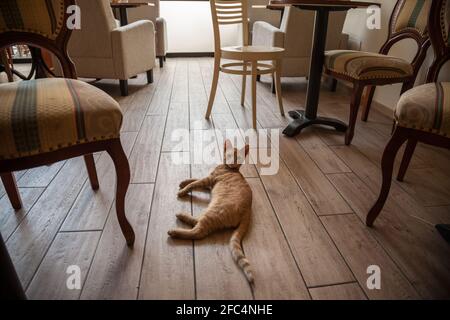 Chat REDHEAD, ery, se détendre et se reposer sur le sol d'un restaurant, bar, café, dans un environnement acceptant les animaux. Photo de l'intérieur d'un bar res Banque D'Images