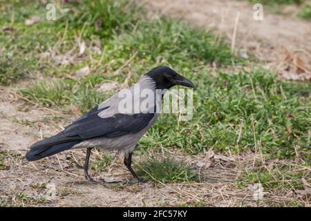 Concentrez-vous sur un corbeau à capuchon, un oiseau de corbeau noir et gris de la famille des corvidae, également appelé Corvus Cornix, debout sur l'herbe à Belgrade, en Serbie. Pictur Banque D'Images