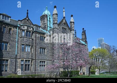 Toronto, Canada - le 23 avril 2021 : Trinity College, un édifice traditionnel de style gothique en pierre de l'Université de Toronto, avec fleurs printanières Banque D'Images