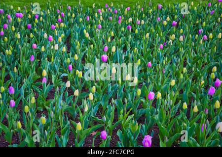 Tulpen auf einer Tulpenwiese im Britzer Garten à Berlin. Tulipes dans un pré de tulipes à Britzer Garten Berlin, Allemagne. Banque D'Images