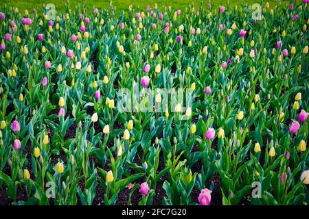 Tulpen auf einer Tulpenwiese im Britzer Garten à Berlin. Tulipes dans un pré de tulipes à Britzer Garten Berlin, Allemagne. Banque D'Images