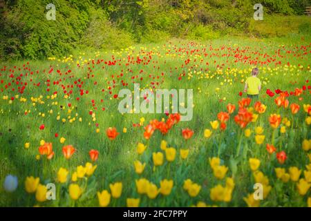 Junge auf einer Tulpenwiese im Britzer Garten Berlin. Garçon dans un pré de tulipe dans Britzer Garden à Berlin, Allemagne. Banque D'Images