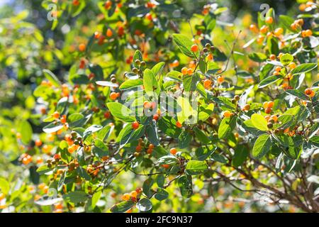 Petites branches de chèvrefeuille (Lonicera microphylla) avec baies d'orange et feuilles vertes dans le jardin en été. Banque D'Images