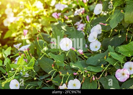 Gloire matinale blanche et rose (Ipomoea Aquatica, fausse Bindaded, eau épineuse, Kangkong, Spinach fluvial, ONG Choy, convolvulus d'eau, chou-marais) fl Banque D'Images