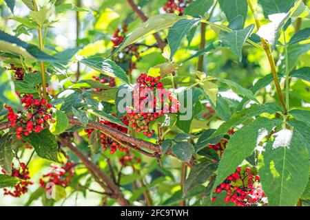 Arbustes rouge de sureau (Sambucus racemosa) avec baies et feuilles vertes dans le jardin en été. Banque D'Images