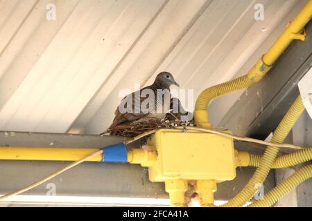 L'oiseau-mère et l'oiseau-bébé nichent sur le tuyau en PVC. Tuyau en PVC jaune : insérez les fils électriques. Banque D'Images