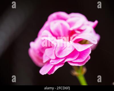 Fleurs, pélargonium rose chaud brillant ou fleurs de géranium illuminées sur un fond sombre flou, jardin australien Banque D'Images