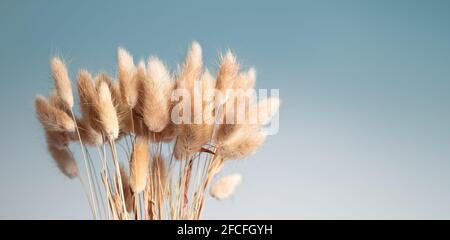 Bouquet d'herbes ornementales séchées ou bouquet. Texture déco naturelle ou toile de fond. Gros plan de l'herbe de la queue de lapin jaune clair ou de Lagurus ovatus. Donc Banque D'Images