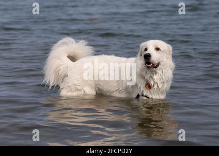 Chien blanc dans l'eau, souriant. Banque D'Images