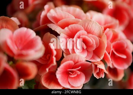 Fleurs brillantes de pélargonium, géranium, pélargonium avec des contours blancs décoratifs sur fond noir Banque D'Images