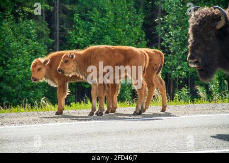 Trois bébés sauvages Bison de bois le long de la route de l'Alaska, dans le nord de la Colombie-Britannique, avec une mère qui observe de près. Heure du printemps dans le nord du Canada. Banque D'Images