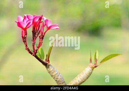 Frangipani rouge (jasmin indien de l'Ouest) Banque D'Images