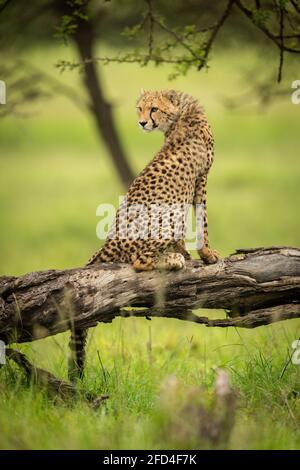 Cheetah cub est assis sur une bûche en regardant vers l'arrière Banque D'Images