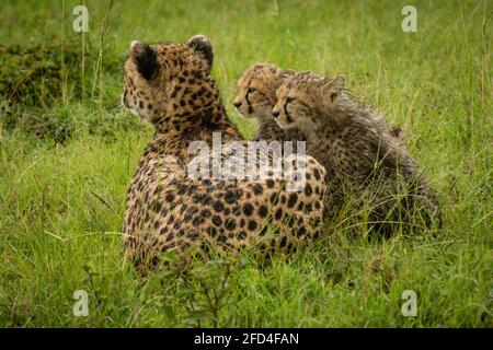 Cheetah se trouve à côté de deux petits dans la pluie Banque D'Images