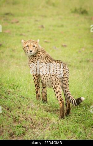 Cheetah cub est debout et regarde en arrière dans l'herbe Banque D'Images