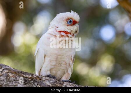 Corella à long bec perchée sur une branche d'arbre Banque D'Images