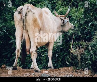 La vache mangeant des feuilles sur le côté d'une route, a obtenu de grandes cornes et montrant ses fesses laid. Banque D'Images
