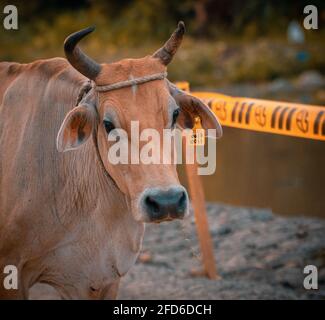Une étiquette jaune sur son oreille et deux grandes cornes et une corde sur son front. Gros plan visage portrait d'une vache. Banque D'Images
