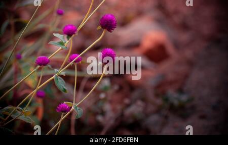 Les fleurs d'amarante du globe dans le champ brillent dans la lumière sombre du matin. Banque D'Images