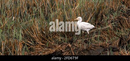 Grande aigrette blanche marche calmement et observer le champ de paddy récolté dans la chaleur du soleil du matin. La beauté de la nature et de la faune. Banque D'Images
