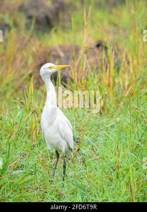 Grande aigrette blanche debout et son long cou élevé marche calmement et vigilant à la récolte de paddy champ dans la chaleur du soleil du matin. Le beaut Banque D'Images