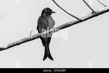 Oiseau Drongo noir sri-lankais perché sur une branche d'arbre haute clé photo noir et blanc. Banque D'Images