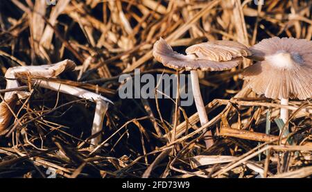 Petits champignons blancs naturels et faciles à briser, qui poussent sur le paddy, au sommet du foin. Banque D'Images