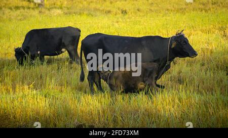 Les jeunes mères de veau boivent du lait dans le paddy du soir, tandis que la vache mère veille à l'environnement. L'une des belles observations de la nature Banque D'Images