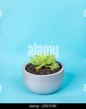 Cactus plante dans un petit pot rond de ciment, mini cactus en pot avec des roches noires, salon décor concept minimaliste, fond bleu, Banque D'Images