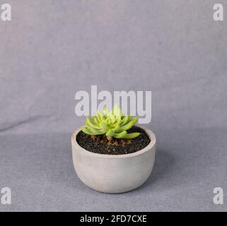 Cactus plante dans un petit pot rond de ciment, pot mini cactus avec des rochers noirs dans le tapis gris, salon décoration concept minimaliste, artificiel St Banque D'Images