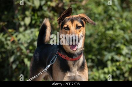 Le jeune chien allemand de Shepard fait une promenade avec son maître le long de la route du lac. Toujours une oreille vers le haut pour écouter, formation d'obéissance pendant que le chien sur le le le Banque D'Images