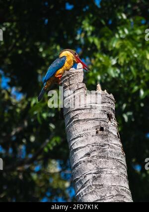 L'oiseau de Kingfisher à bec de porc est perché sur un vieux tronc de cococotier rouillé, visant le nid d'oiseaux de pic est dans le tronc qui a des alevins Banque D'Images