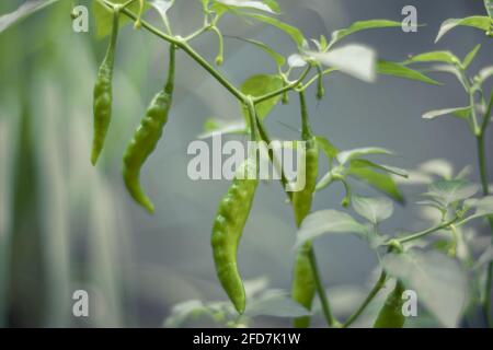 Piment vert cru dans le jardin à la maison, la culture de la nourriture dans une plante en pot, le concept de fraîcheur. Banque D'Images