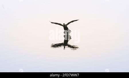 Un oiseau cormoran indien débarquant sur la surface d'eau calme du lac à Pusiyankulama Wewa, laissant des éclaboussures d'eau et un sentier, des ailes étendues et une jambe Banque D'Images