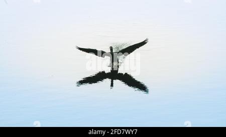 Le cormoran indien débarque sur la surface d'eau calme du lac à Pusiyankulama Wewa. Créer une éclaboussure d'eau et un sentier, des ailes étendues Banque D'Images