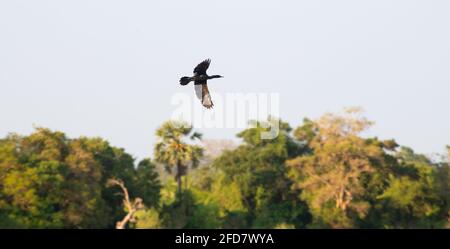 Oiseau cormoran indien en vol contre les arbres sur la rive du beau lac de Pusdiyankulama Wewa. Banque D'Images