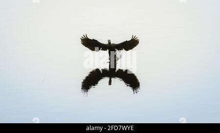 Un oiseau cormoran indien débarquant sur la surface d'eau calme du lac à Pusiyankulama Wewa, laissant des éclaboussures d'eau et un sentier, des ailes étendues et une jambe Banque D'Images