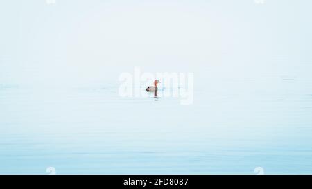 Petit canard de Grebe nageant dans un lac isolé sur les eaux bleu palourdes à Pusiyankulama Wewa, Anuradhapura Sri Lanka. Banque D'Images