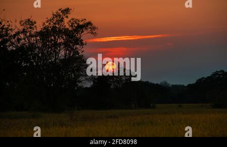 Coucher de soleil panoramique sur la ligne des arbres dans la soirée du village de Pusiyankulama. Banque D'Images