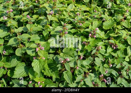 Plante d'ortie commune, Urtica dioica, dans un champ Banque D'Images