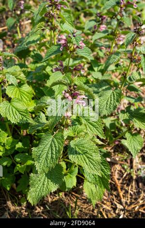 Plante d'ortie commune, Urtica dioica, dans un champ Banque D'Images