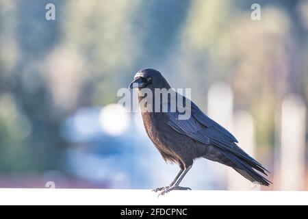 Un corbeau debout sur un espace de copie blanc Banque D'Images